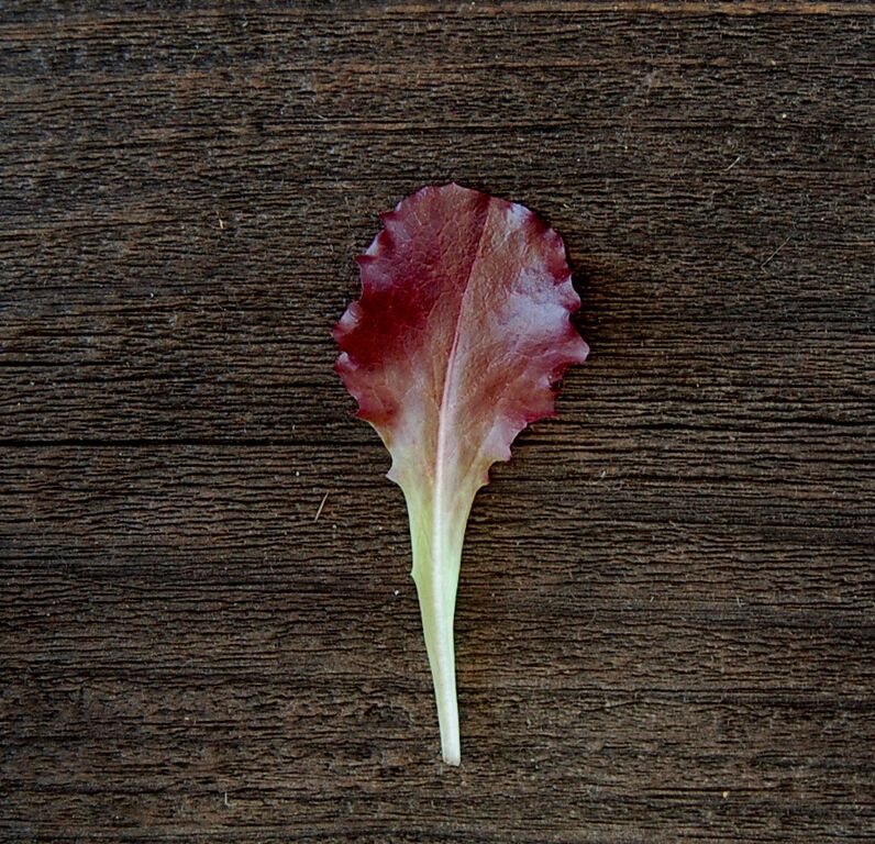 Organic Spock Lettuce,  Latuca sativa  .100 grams